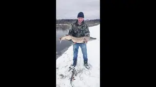 Первая большая щука в этом году.
