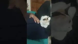 Benefit of Fat Tummy 😁 #shortfeed #shorts #shortvideo #funnyvideo #comedyvideos #ytshorts #fyp