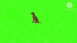 Dog 🐕 sitting green screen#copyrightfree green screen animal sitting#greenscreen dog sitting