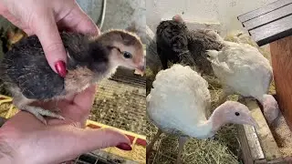 Почему птица падает на ноги Индюки Цыплята