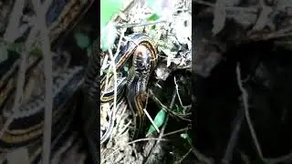 Ular vs kodok kasihan