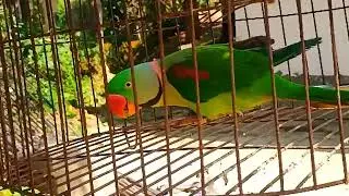 পাহাড়ি টিয়া খাবার খাচ্ছে দেখো কেমন করে 🦜😍😘