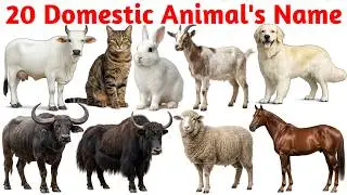 20 Domestic Animals Name in English and Hindi with Picture | पालतू जानवरो के नाम | Allu ki pathshala