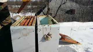 Пересадка отводка в феврале.