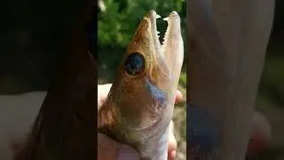 судак на отводной #рыбалка