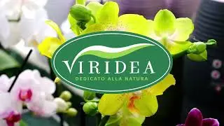 LE VARIETÀ PIÙ INTERESSANTI E CURIOSE DI ORCHIDEE