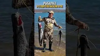 КАК ПОЙМАТЬ СОМА НА КВОК? #охотарыбалка #добыча #рыбалка #fishing #сом #квок #рыбаки #рыба #удочка