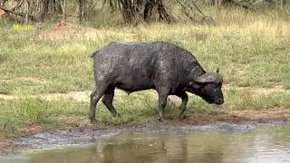 Stampeding Buffaloes Trample mohice