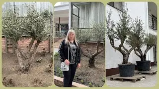 Олива 🫒🫒🫒🪴Свои оливки ? Да легко!