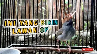 PRENJAK GACOR NGALUN BIKIN NGAMUK LAWAN 🔥