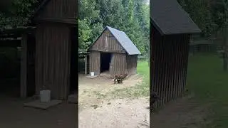 🇩🇪 Wildpark Altenberg #de #germany #nature #priroda #deutschland #deutsch #wildpark #wildplanet