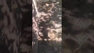 #кряква #качки #дичь #охота