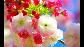 Glazunov Alexander Concert Waltz No. 2