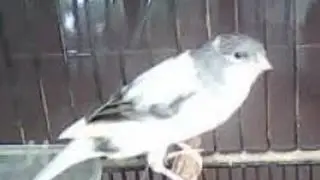 Burung Kenari Putih Abu Jambul - Nyanyian Kicau Suara Gacor