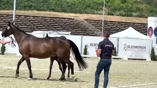 HP Valencia (Vitalis x Apache x Furst Romancier)