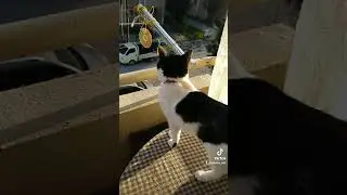 Кошка Лира 🥰 