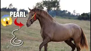 CÓMO afecta el gen PEARL a las capas BÁSICAS en CABALLOS