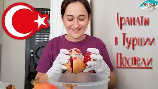 ЧИЩУ ГРАНАТЫ, НАШ САД И ОТВЕТЫ НА ВАШИ ВОПРОСЫ