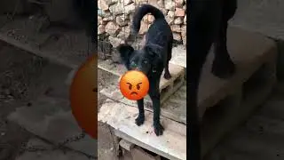 🏃💨This little dog almost make me break my leg😡😡