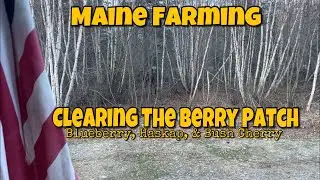 Clearing Land For The New Berry Orchard