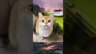Расстрел котиком #webm #приколы #мем #animals #животные #funny #кот #оружие #memes #kat