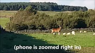 Huge deer seen near my house - Is it a Red?