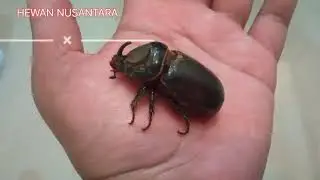 Si hewan terkuat kumbang badak yang eksotis @Hewannusantara