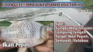 EDIAN GESS PRAUNYA SAMPEK KETARIK _ MANCING LIAR WAY TERUSAN LAMPUNG #fishing #mancing