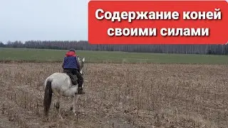 Как дешево содержать лошадей. В Белоруссии! И история о падении с лошади.