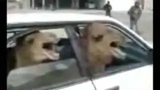Camellos sentados en un auto!!!