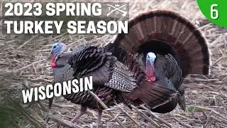 HUNTING FARM FIELD GOBBLERS | WISCONSIN SPRING TURKEY SEASON