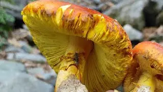 Цезарский гриб (Amanita caesarea) съедобный гриб