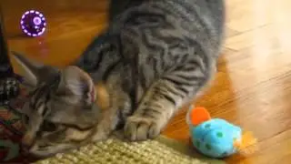 Suki playing 2
