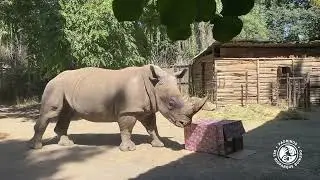 Nuestro Rinoceronte, Atanasio, recibió su regalo de Navidad
