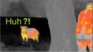 100 confused hogs get eradicated with thermal vision!