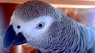 А пузико поцелуй! Попугай Тимоша.  And a tummy kiss! Parrot Timosha. 