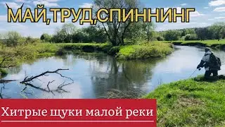 МАЙ, ТРУД, СПИННИНГ!!!! Хитрые щуки!!!