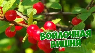 Войлочная вишня 🍏 Особенности ухода и выращивания 🍒Болезни войлочной вишни
