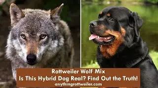 Rottweiler Wolf Mix: Is This Hybrid Dog Real? Find Out the Truth!