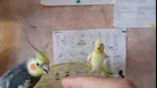 Корелла орет. Сигнализация))