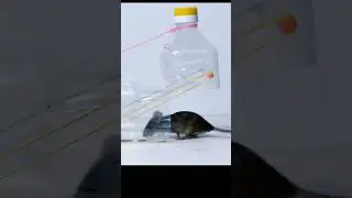 DIY Rat-Mouse Trap Homemade #shorts #mousetrap