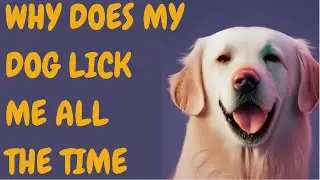 Why Does My Dog Lick Me All The Time
