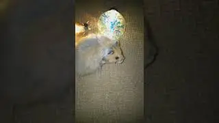 Хомяк и фонарики! 😀Hamster and torches!