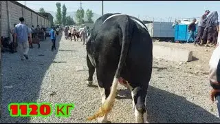 ОДНИ ИЗ ЛУЧШИХ БЫКОВ В МИРЕ 🌍 НАХОДЯТСЯ В ТАДЖИКИСТАНЕ    16 июня 2022 г.