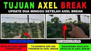 TUJUAN AXEL BREAK DAN APA MANFAAT AXEL BREAK #anggur #anggurimport