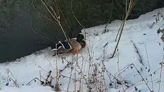 Охота на дику качку зимою. Ловушка на качку.