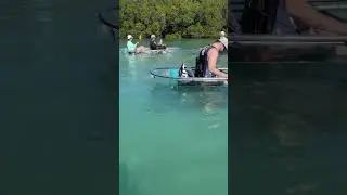 Fort Pierce always something special to look for beneath your clear kayak 😉