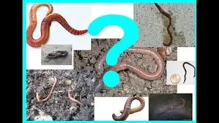 5 Secrets You Should Know Before You Begin Vermi-Composting