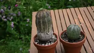 Euphorbia obesa male and female flowers June 2023