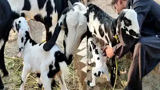 goats na baby diya 🥰